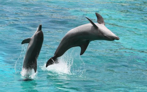 Filipiny z DiscoverAsia Bohol i Cebu (8).jpg